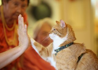 Los amantes de los gatos son más cultos que los de los perros