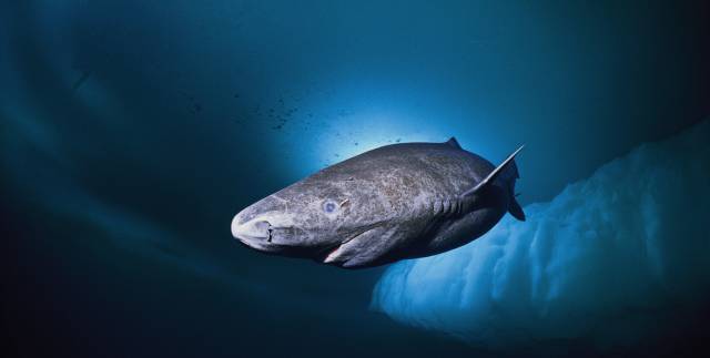 Un tibur&oacute;n de Groenlandia