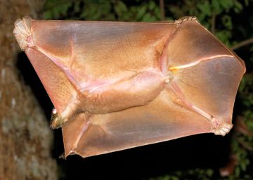 Un colugo planeando con su membrana completamente extendida.