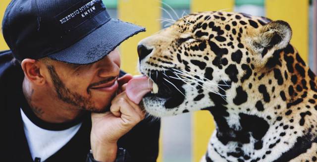 Lewis Hamilton con un tigre en la fundaci&oacute;n mexicana Black Jaguar-White Tiger. 