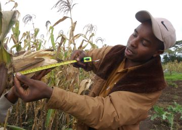 Un joven agricultor mide un cultivo de ma&iacute;z en Kenia.