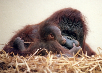 ‘Nénette’, la orangutana del Jardín Botánico