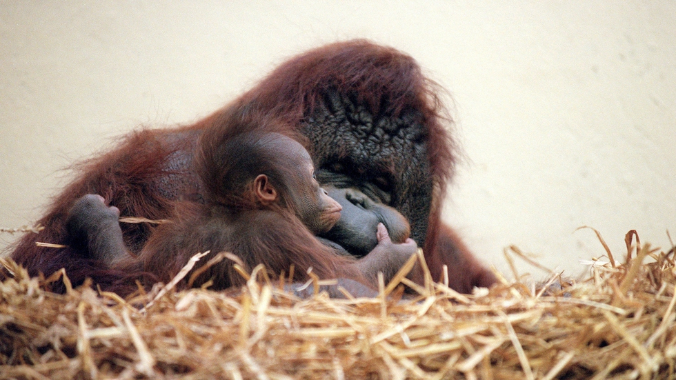 ‘Nénette’, la orangutana del Jardín Botánico | EL PAÍS Semanal