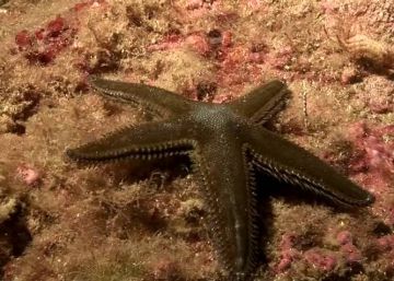 La magia de bucear de noche: así se comportan los organismos marinos