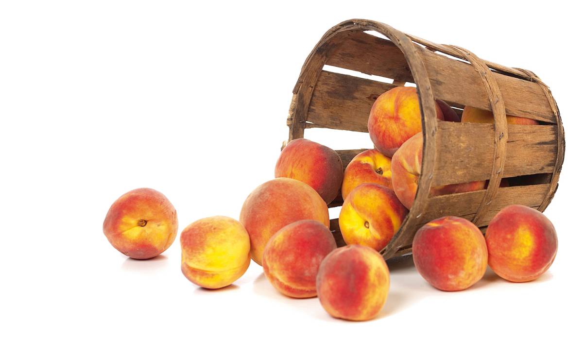 Bendita piel de terciopelo