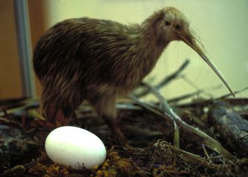 El animal de los extraños andares