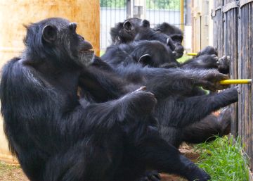 Una hembra de chimpancé en primer lugar tira de la bandeja junto a su pareja y otros espectadores en medio.