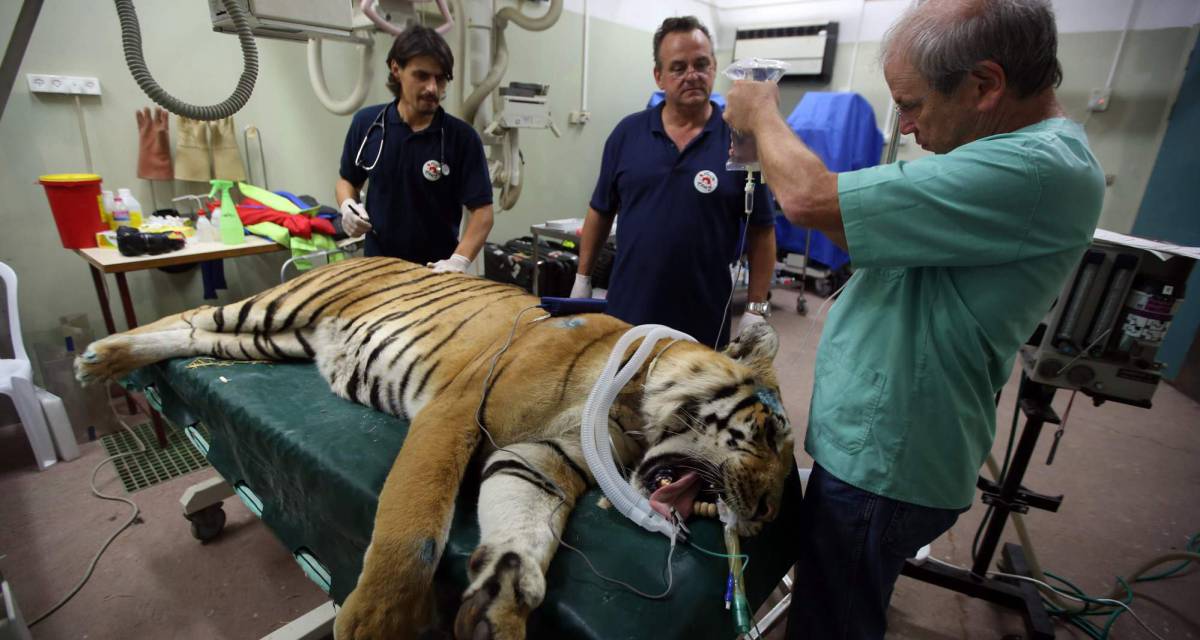 El tigre Laziz es atendido por los miembros de la ONG 'Four Paws' (Cuatro Patas) en el hospital veterinario de la Universidad de Israel, cerca de Tel Aviv.