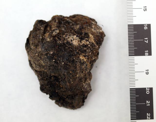 Coraz&oacute;n preservado hallado en la fosa de La Pedraja (Burgos).