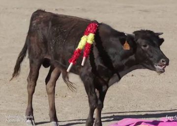Animal rights party denounces cruelty against calf in Valmojado