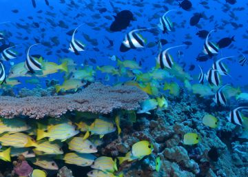 Coloridos peces de arrecife en Papahānaumokuākea.
