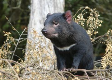 Un demonio de Tasmania.