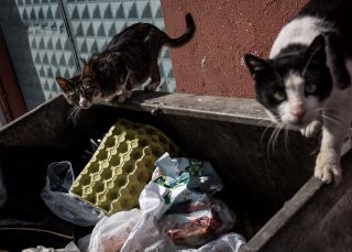 Así es como empecé a comer de la basura (capítulo dos)