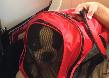 Iberia se disculpa por las condiciones en las que voló un bulldog desde Tenerife