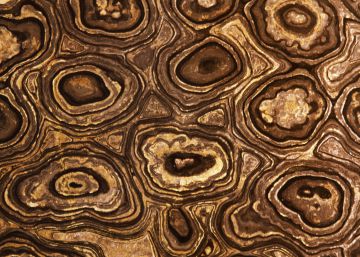 Secci&oacute;n transversal de estromatolitos f&oacute;siles encontrados en Bolivia.