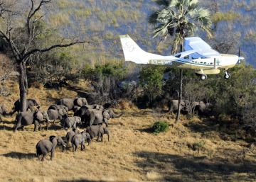 Un avión del proyecto sobrevuela un grupo de elefantes en Botsuana.