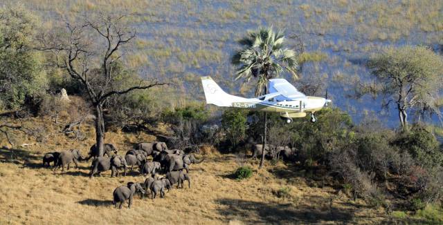 Un avión del proyecto sobrevuela un grupo de elefantes en Botsuana.