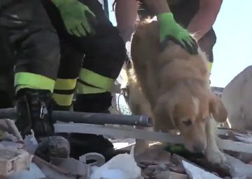 Romeo, el perro que sobrevivió nueve días bajo las ruinas del terremoto de Italia