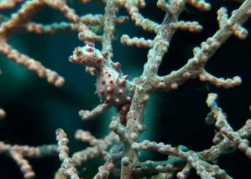 El imparable exterminio del caballito de mar