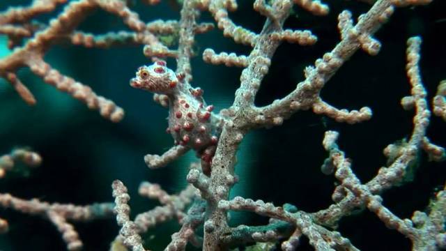 El imparable exterminio del caballito de mar