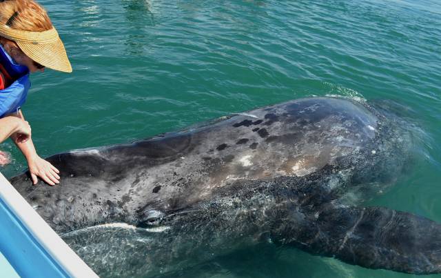 Las ballenas grises son tan amigables que se dejan acariciar.
