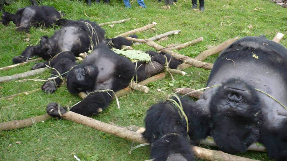 Cuatro de las seis especies de grandes simios ya están al borde de la extinción