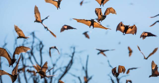 Murci&eacute;lagos en el Parque Nacional Kasanka , Zambia. rn rn 