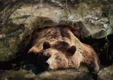¿Cómo sobrevive el oso durante la hibernación?