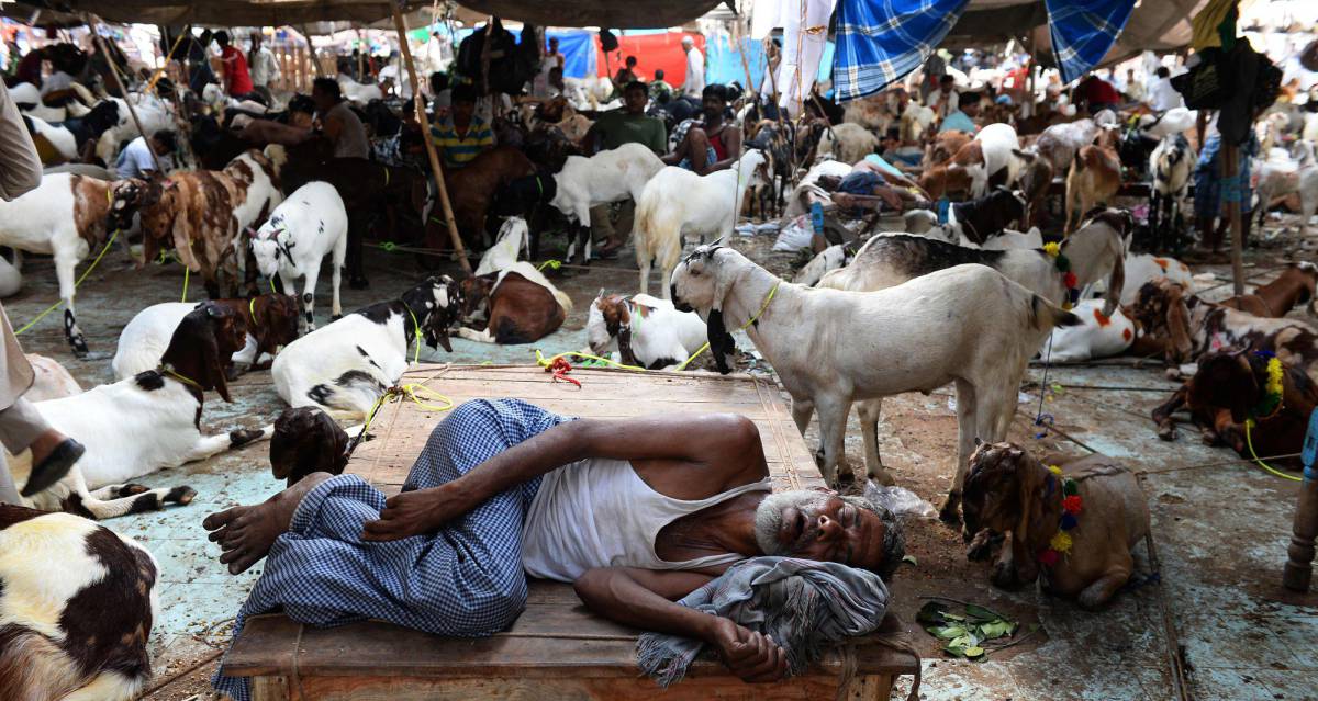 Vendedores indios junto a su ganado en un mercado de Nueva Delhi (India).