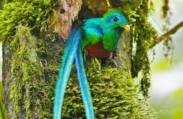 1050+ Imagenes Corte De Cabello Para Dama Cola De Quetzal Descargar