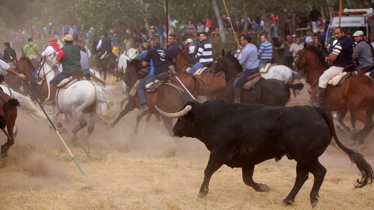 Vecinos y animalistas se enfrentan en Tordesillas.