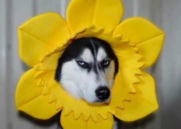 ‘Grumpy dog’: de protagonizar memes de perros a costear los estudios de su dueña