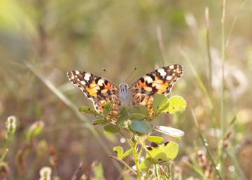 Ejemplar de 'Vanessa cardui'.