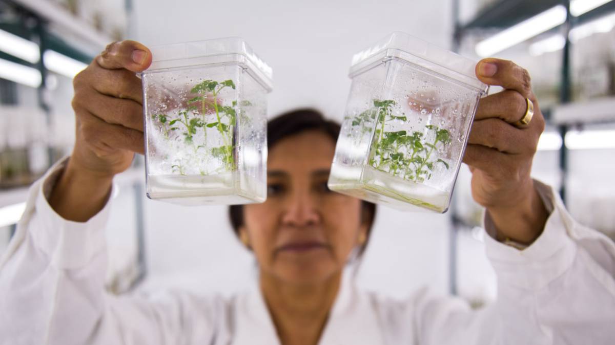 Un responsable del banco de germoplasma, Ana Panta, muestra un par de envases con la variedad de patata compis.