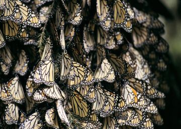 Un grupo de mariposas.