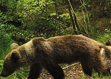 Un oso pardo con síntomas de desnutrición, en la Cordillera Cantábrica.
