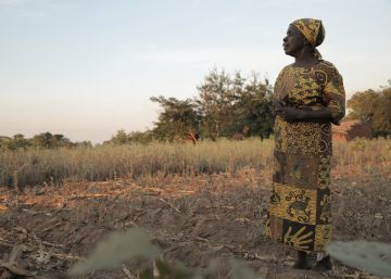 Una mujer malau&iacute;, en su campo seco de ma&iacute;z.