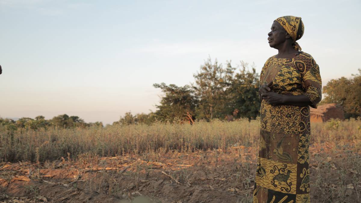 Una mujer malau&iacute;, en su campo seco de ma&iacute;z.