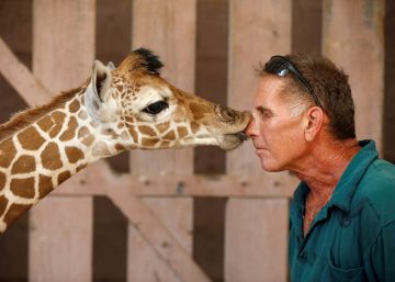 Un cuidador recibe un beso de una jirafa en un zoo de Tel Aviv (Israel).