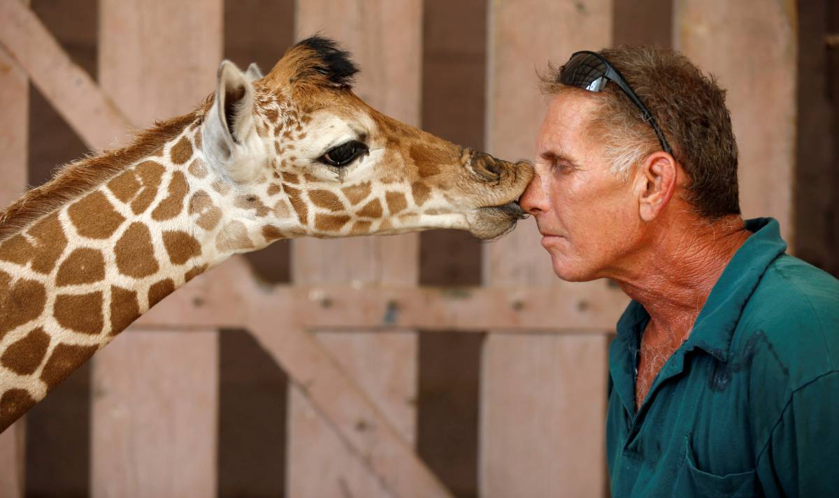 Un cuidador recibe un beso de una jirafa en un zoo de Tel Aviv (Israel).