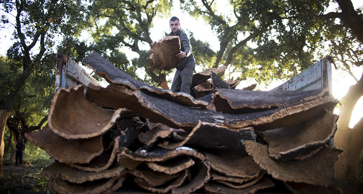 Una vez se lleva el corcho a fábrica, debe secarse al sol durante un año, pasado este tiempo se cuece y se procede al recorte.