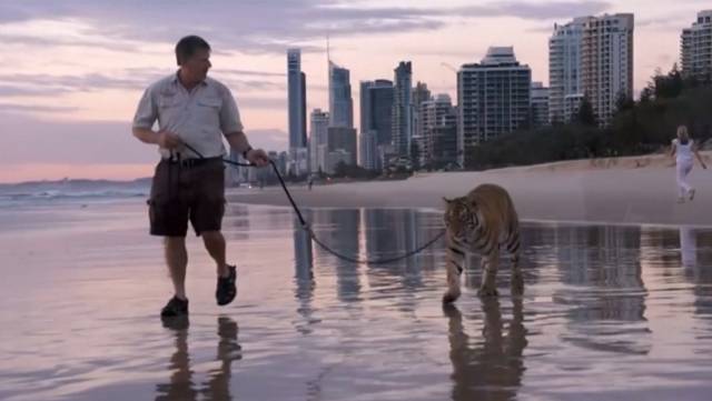 Una tigresa pasea tranquilamente por una playa de Australia