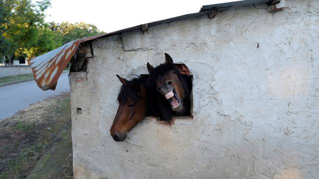 Dos caballos asoman sus cabezas por la ventana de un establo de Pontoiraklia, Grecia.