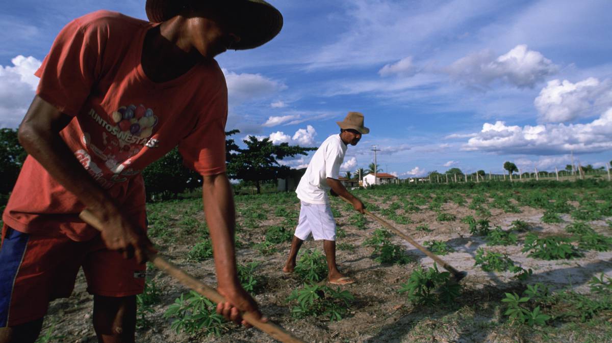 Dos miembros de una comunidad indígena del nordeste de Brasil cuidan una plantación de mandioca.
