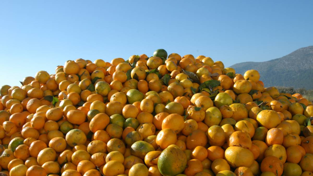 Obligados a tirar comida