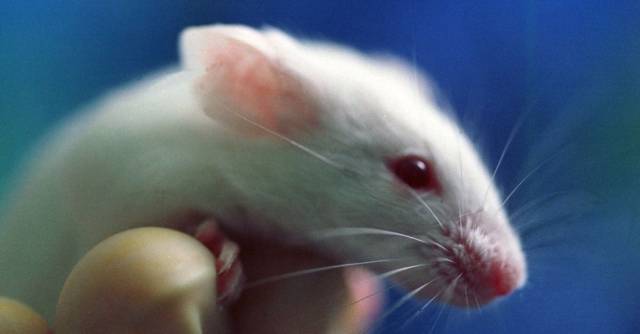 El tratamiento experimental ha tenido resultados prometedores en roedores.