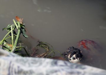 Una mu&ntilde;eca flota en un riachuelo tras el paso del hurac&aacute;n Matthew por Hait&iacute;. 