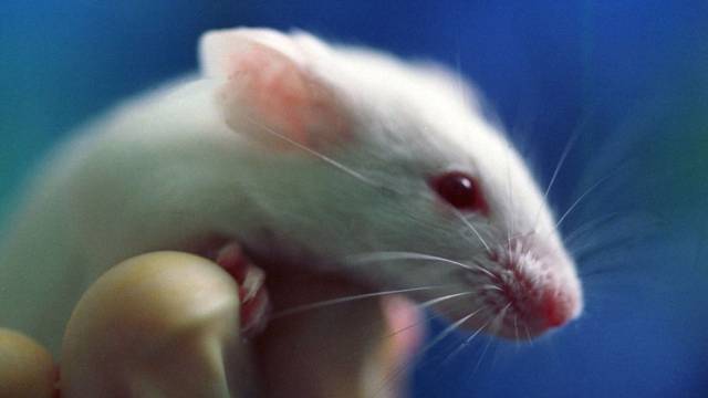 El tratamiento tiene resultados prometedores en roedores.