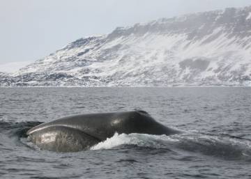 El secreto de la longevidad puede estar en los genes de las ballenas