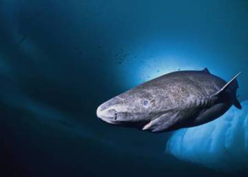 El tiburón que vive cuatro siglos